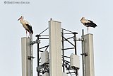 05-08-2024 Breda - Een koppeltje ooievaars heeft besloten de nacht door te brengen op een gsm mast in de Haagse Beemden. - Fotokrant