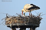 09-05-2026 Breda -  In het ooievaarsnest in de Haagse Beemden is minimaal 1 jong ooievaartje geboren.  - Fotokrant