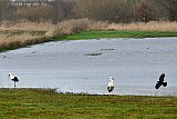 29-12-2023 Breda - De ondergelopen velden in de polder zijn een feest voor de overwinterende ooievaars uit de Haagse Beemden. Ze vinden hier momenteel hun voedsel. - Fotokrant