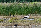 12-09-2025 Breda - Een nog niet vertrokken ooievaar jaagt in het bijzijn van wat kraaien op voedsel in de wetlands ten noorden van de stad. - Fotokrant