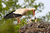 18-05-2026 Breda - Twee jonge ooievaartjes laten zich zien in het nest aan de rand van de woonwijk Haagse Beemden. - Fotokrant