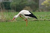 22-03-2023 Breda - Een ooievaar struint in de regen een weiland af op zoek naar voedsel. Hier moet hij even krabben omdat hij jeuk heeft. - Fotokrant