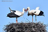 06-04-2024  Breda - De ooievaars in het nest aan de rand van de Haagse Beemden kruisen hun snavels. - Fotokrant
