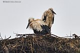 20-06-2023 Breda - Na meer dan een maand extreme droogte, kregen de jonge ooievaars in het nest aan de rand van de Haagse Beemden, in een paar uur tijd 32 mm regen op hun kop. En dat is te zien, als twee verzopen katten zitten ze in hun nest te wachten tot een van de ouders met voedsel terug komt. De regen  zou vanwege de droogte zomaar de redding voor de vogels kunnen zijn. - Fotokrant