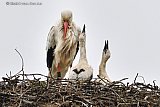 20-05-2019 Breda - 2 Hongerige ooievaartjes in het nest bovenop de boerderij van Staatsbosbeheer. Moeder ooievaar wacht rustig af tot vader met het voedsel voor de jongen terugkomt. Maar dat duurt lang. - Fotokrant
