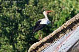 01-08-2022  Breda - Terwijl de jonge ooievaars weer op het nest zitten na een rondje vliegen houd pa ooievaar de wacht boven op het dak van een schuur in de Haagse Beemden. - Fotokrant