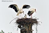 05-06-2022 Breda - Het ooievaars gezin in de Haagse Beemden heeft het zwaar te verduren gehad. Na 8 uur lang regen zijn de ouders en het nest drijfnat. - Fotokrant