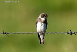 27-06-2022 Breda - Een Oeverzwaluw rust even uit op de prikkeldraad van een weiland aan de rand van de Haagse Beemden.De vogel broed hier in steile oeverwanden en overwintert in Afrika. - Fotokrant