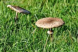 05-10-2024 Breda - Paddenstoelen staan in het herfstzonnetje in het gras te schitteren. - Fotokrant