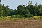 12-06-2025 Breda - De afgelopen weken volledig opgedroogde plas aan de rand van de Haagse Beemden kleurt een beetje groen. - Fotokrant