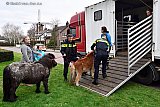 14-02-2020 Ulvenhout - Agenten hielpen de dieren mee in de gebelde paardentruck. In totaal gingen 5 paardjes aan de wandel in het dorp. - Fotokrant