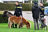 14-02-2020 Ulvenhout - Nadat de shetlandponys waren gevangen mochten ze in afwachting van transport op het gemeentegazon even grazen. - Fotokrant