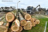 16-02-2022 Breda - Het hout van de 36 grote populieren die in 2 dagen tijd zijn klein gezaagd in de Haagse Beemden is afgevoerd met trucks. - Fotokrant