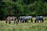 29-08-2023 Breda - Paarden grazen in het gebied van de landgoederenzone in de Haagse Beemden. Er zijn plannen in de maak om het gebied aan te passen met verbindingszones naar andere natuurgebieden. - Fotokrant