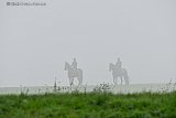 12-11-2023 Breda - De dag start met extreem dikke mist van waaruit aan de rand van de Haagse Beemden paarden opduiken. - Fotokrant