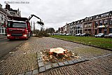 14-01-2020 Breda - Na 2 dagen zagen zijn de monumentale kastanjebomen verdwenen uit de Parkstraat. - Fotokrant