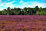 23-08-2019 Breda - De Paarse Heide bekend uit het Bredase volkslied staat momenteel prachtig in bloei. - Fotokrant