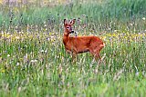 04-08-2021 Breda - Een ree bok staat op de uitkijk midden in een veld dat vol staat met wilde bloemen. - Fotokrant