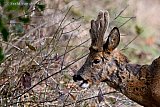 01-03-2026 Breda -  Een hongerige reebok knabbelt aan de rand van het  bos aan wat takken. - Fotokrant