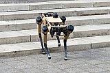 11-03-2021 Breda - In de stad liep een robothond rond. De robothond komt hier tijdens een test de trappen op het Chasseveld aflopen.
 - Fotokrant