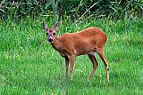 10-07-2019 Breda - Een ree is aan de rand van de Haagse Beemden betrapt terwijl ze aan het malse gras knabbelde. - Fotokrant