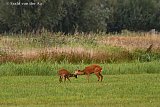 27-08-2020 Breda - Moeder ree likt haar dochter schoon op een weiland in de Haagse Beemden. - Fotokrant