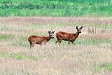 25-07-2022 Breda - Een koppeltje reeen staat midden in een veld aan de rand van de Haagse Beemden. - Fotokrant