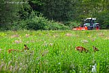12-05-2026 Breda - Een reegeit en haar eenjarige kalf kiezen het hazenpad als een boer besluit het veld te gaan maaien waar ze in verbleven. - Fotokrant