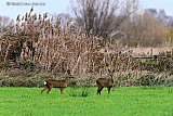 30-11-2025 Breda - Verscholen tegen het riet staan aan de rand van de Haagse Beemden in het buitengebied reeen op een veld. - Fotokrant