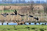 27-02-2024 Breda - Het is een prachtige lenteachtige dag. Een ree die in een beek dook springt eruit en jaagt ganzen de lucht in, - Fotokrant