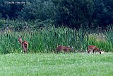 27-07-2021 Breda - Een ree staat aan de rand van de Haagse Beemden op de uitkijk terwijl haar kalfjes zich te goed doen aan het malse gras. - Fotokrant