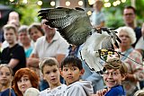 25-07-2025 Breda - Het was goed opletten tijdens de show want de roofvogels vlogen alle kanten op. - Fotokrant