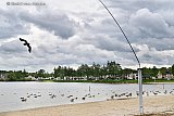 26-05-2021 Breda- De  nep roofvogels zitten aan lange antennes die in de wind heen en weer zwiepen. Het is een poging om de honderden ganzen van het strand te verjagen.Of dat succesvol is zal komende dagen blijken. - Fotokrant