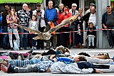 28–09-2019 Breda -  In de aanloop naar wereld dierendag is er in winkelcentrum Hoge Vucht een roofvogeldemonstratie gehouden met laagvliegers. Deze Oehoe vloog laag over een groep kinderen. - Fotokrant