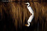 24-02-2023 Breda - Een Grote zilverreiger staat aan de rand van de Vierde Bergboezem. In ondiep water jaagt de watervogel op zijn prooi. - Fotokrant