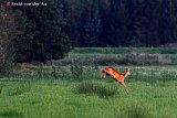29-08-2024 Breda - Een reegeit springt door het veld aan de rand van de Haagse Beemden. - Fotokrant