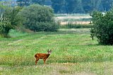 28-06-2023 Breda - Aan de rand van de Haagse Beemden staat een reebok in het veld te grazen.   - Fotokrant