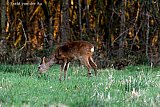 07-02-2022 Breda - Een jong reekalfje waant zich onbespied en knabbelt aan het gras in het buitengebied van de Haagse Beemden. Door de zachte winter hebben de reekalfjes die vorig jaar zijn geboren een betere overlevingskans.. - Fotokrant