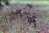20-01-2023 Breda - Reeen hebben zich verzameld aan de rand van het bos. Door hun schutkleur zijn ze hier het minste zichtbaar. - Fotokrant