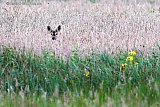 REE VERSCHOLEN IN HET GRAS - Fotokrant
