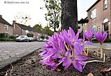 23–09-2019 Bavel -  In een straat in het kerkdorp heeft een inwoner een tijd terug bloembollen geplant bij de stam van een gemeentelijke boom. Prachtige roze bloemen zijn nu uitgekomen en vormen in de straat een blikvanger. - Fotokrant
