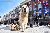 14-02-2021 Breda - Al dat Kielegatse schoeisel trok de aandacht van d'n hond. - Fotokrant