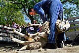 03-05-2023 Breda - Het is lente en bij kinderboerderij De SIK in de Haagse Beemden zijn onder grote belangstelling de schapen van hun warme winterjas ontdaan door de schaapscheerder. - Fotokrant