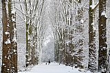 05-01-2026 Breda - Een paar uur sneeuwval heeft het bos veranderd in een sprookjesachtige omgeving. - Fotokrant