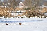 06-01-2026 Breda - Fazanten zoeken naar voedsel in de sneeuw. Door het dichte sneeuwdek is dit moeilijk vindbaar.   - Fotokrant