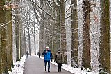 16-01-2021 Breda - De 1e sneeuw valt en blijft tegen de avond op de takken in de bomen liggen. Mensen in de Haagse Beemden in Breda  gaan naar buiten om in de sneeuw te wandelen.. - Fotokrant