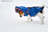 22-01-2019 Breda - Hondje Jackson heeft zn winterjasje aan en gaat aan de wandel in de besneeuwde Haagse Beemden. - Fotokrant