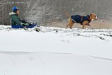 07-02-2021 Breda -Sleetje rijden met behulp van de hond. - Fotokrant