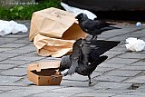 12-05-2020 Breda - Door de Coronacrisis hebben stadsdieren veel minder te snacken. Deze Kauw had nog geluk en vond nog een hamburgerdoosje . Opende het en haalde er nog wat etensresten uit. - Fotokrant