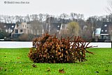 26-02-2024  Breda -Aan de Asterdplas zorgt een zwerfkerstboom voor een bijzonder stilleven. - Fotokrant